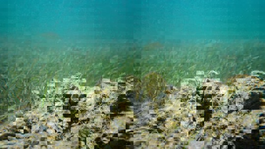 Tampa Bay Estruary